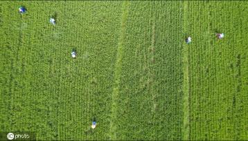 农忙时节 广西桂林田间地头一片忙碌景象