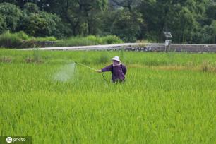 农忙时节 广西桂林田间地头一片忙碌景象