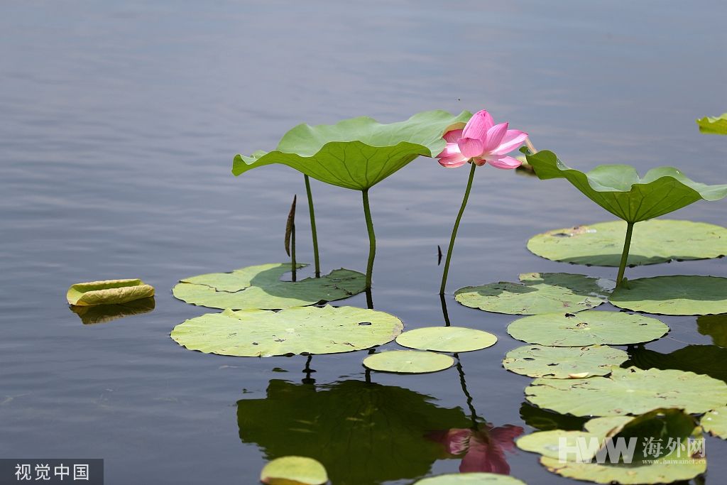 夏日赏荷意趣浓 北京举办首届荷花文化节