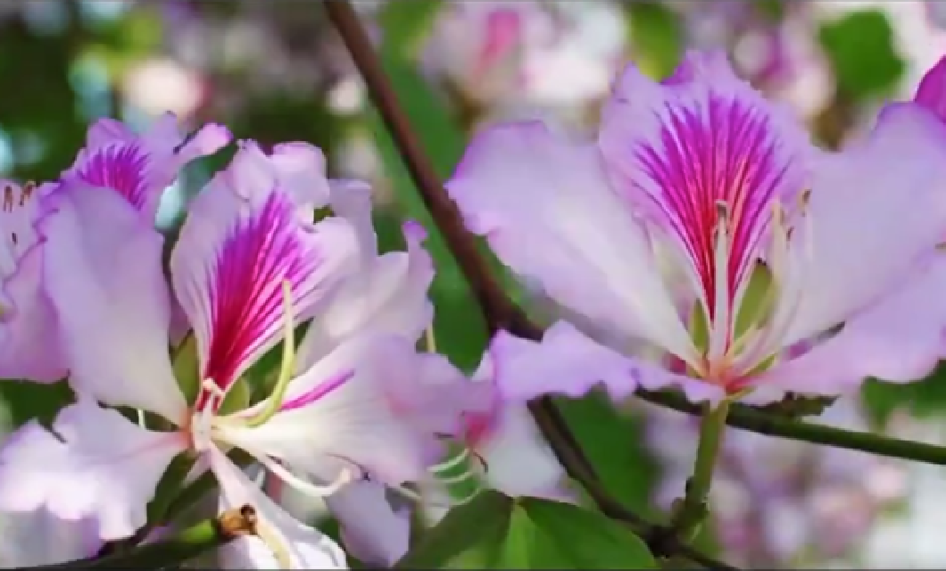 《紫荆花盛开》MV上线！一起祝福香港如紫荆花般绽放