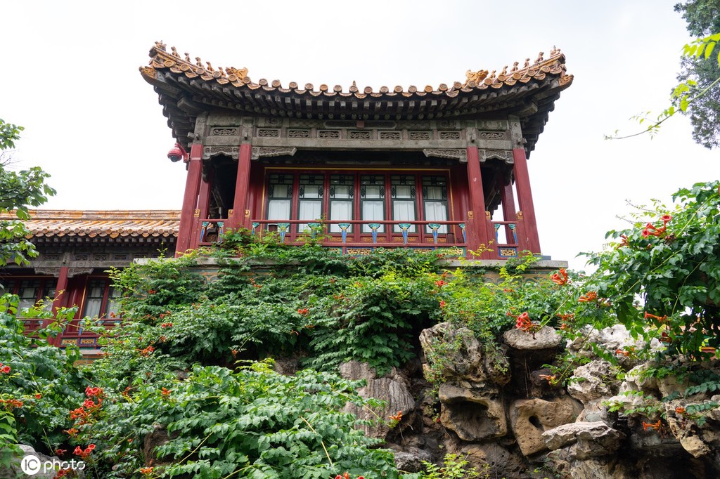 夏日故宫御花园郁郁葱葱 凌霄花、紫薇花开