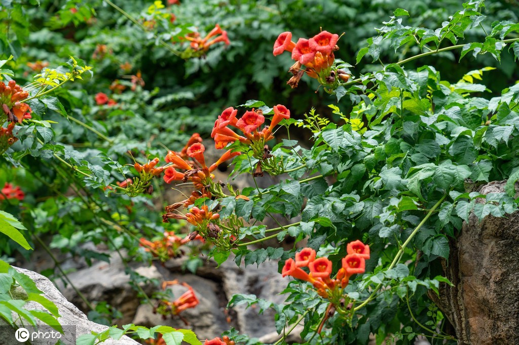 夏日故宫御花园郁郁葱葱 凌霄花、紫薇花开