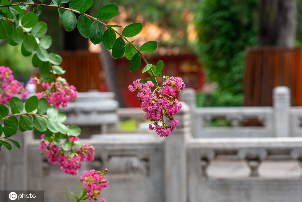 夏日故宫御花园郁郁葱葱 凌霄花、紫薇花开