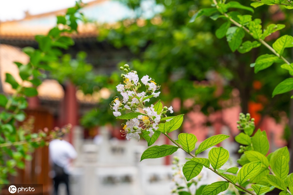夏日故宫御花园郁郁葱葱 凌霄花、紫薇花开