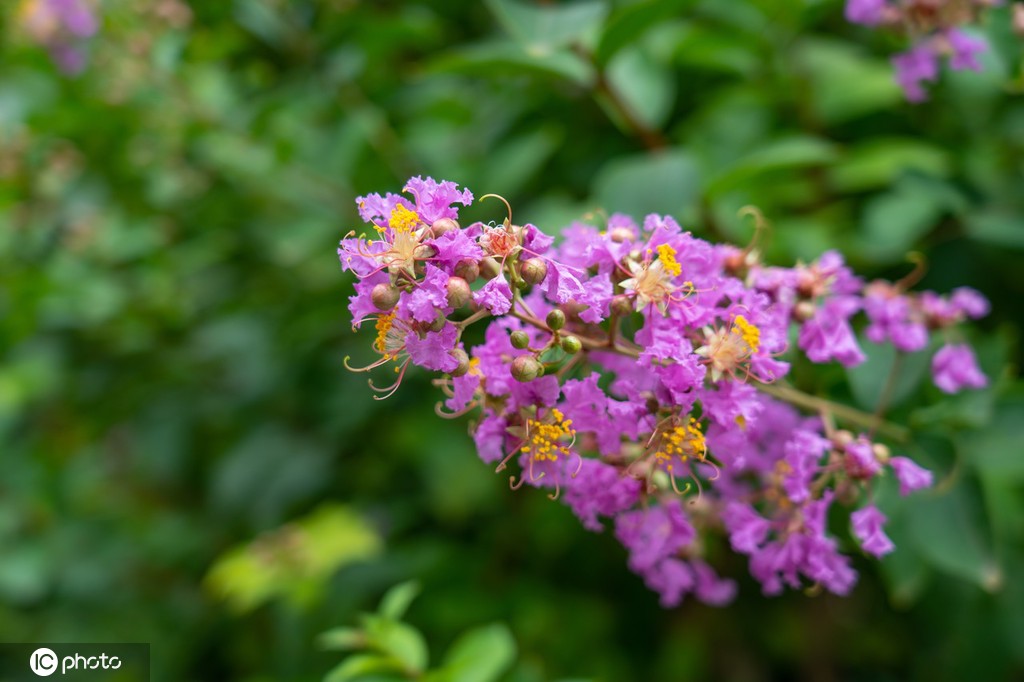 夏日故宫御花园郁郁葱葱 凌霄花、紫薇花开