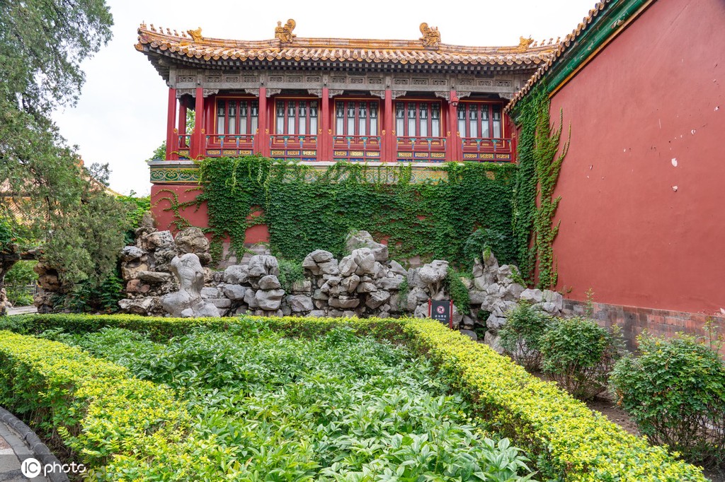 夏日故宫御花园郁郁葱葱 凌霄花、紫薇花开