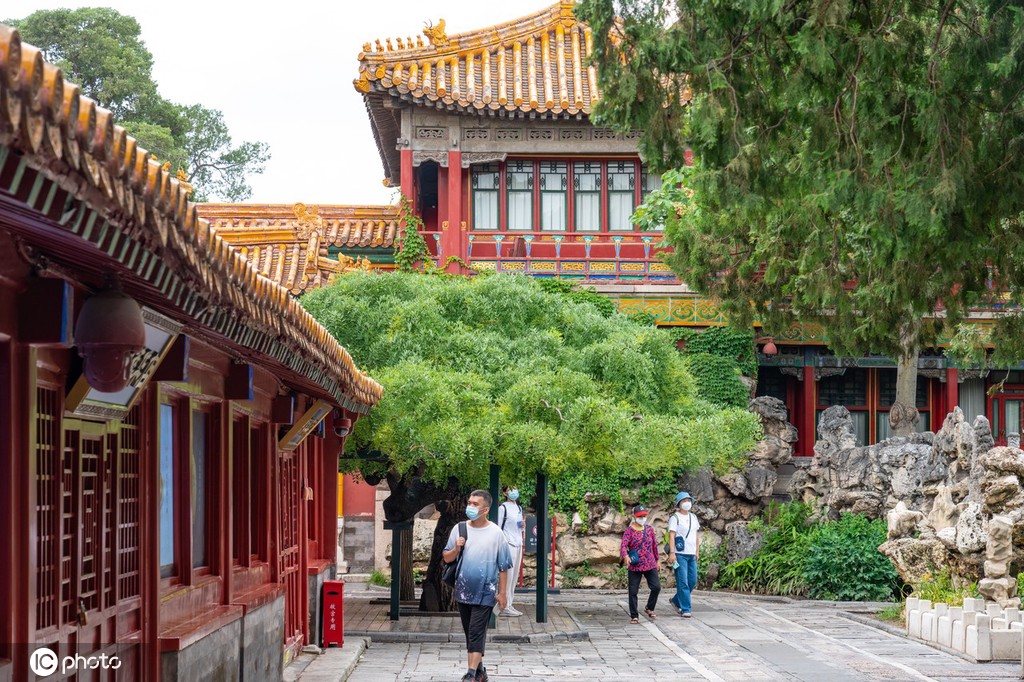 夏日故宫御花园郁郁葱葱 凌霄花、紫薇花开