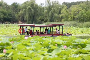 夏日赏荷意趣浓 北京举办首届荷花文化节