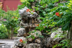 夏日故宫御花园郁郁葱葱 凌霄花、紫薇花开