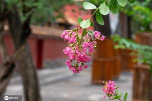 夏日故宫御花园郁郁葱葱 凌霄花、紫薇花开