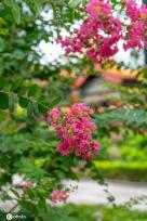 夏日故宫御花园郁郁葱葱 凌霄花、紫薇花开