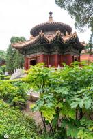 夏日故宫御花园郁郁葱葱 凌霄花、紫薇花开