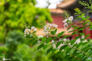 夏日故宫御花园郁郁葱葱 凌霄花、紫薇花开