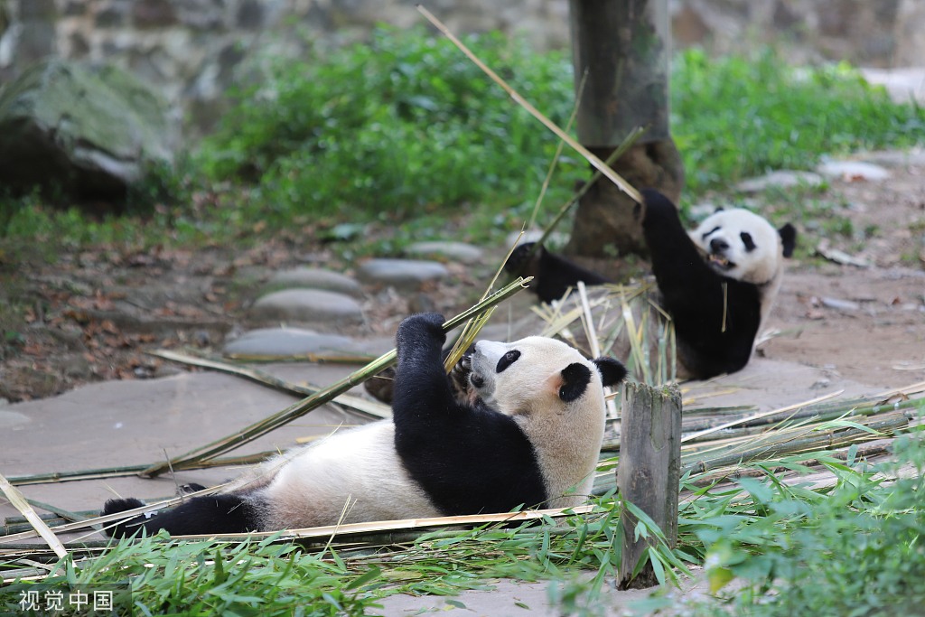 成都大熊猫惬意进食 憨态可掬惹人爱