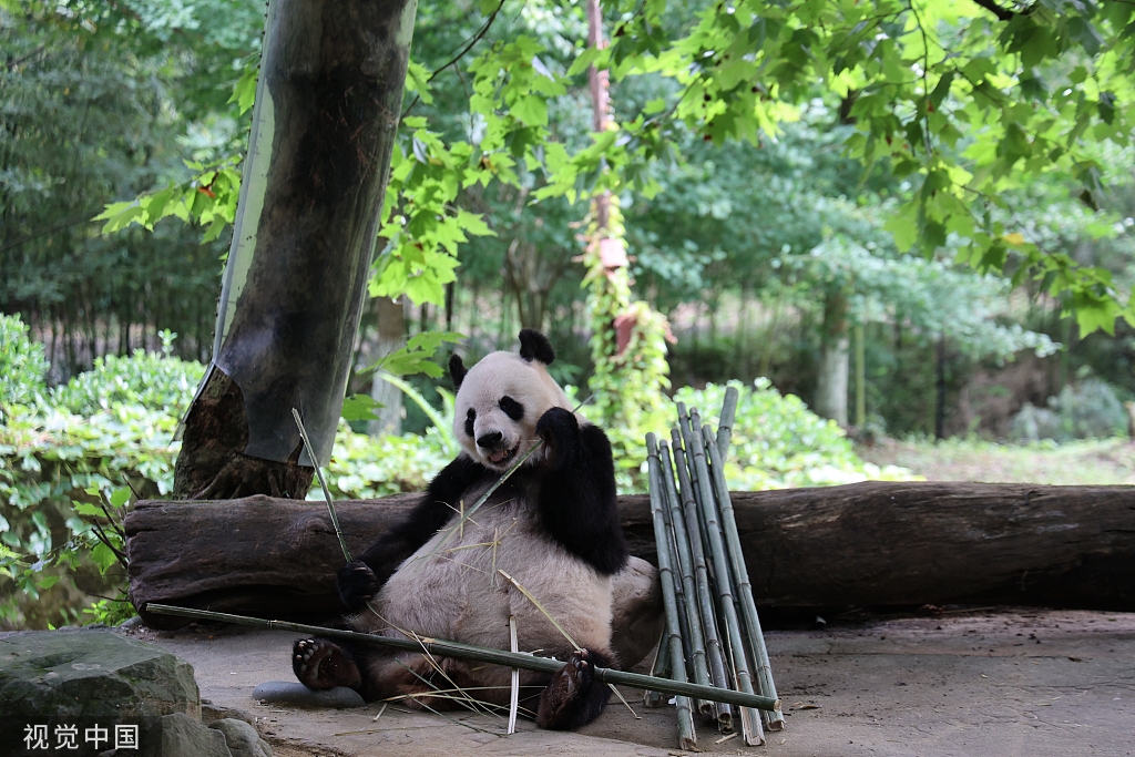 成都大熊猫惬意进食 憨态可掬惹人爱