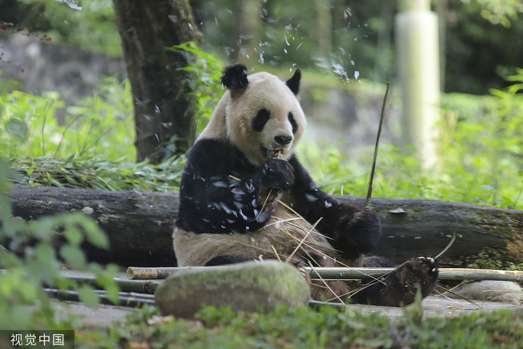 成都大熊猫惬意进食 憨态可掬惹人爱