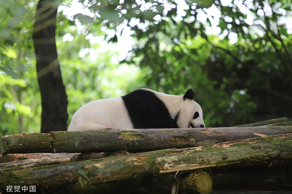 成都大熊猫惬意进食 憨态可掬惹人爱