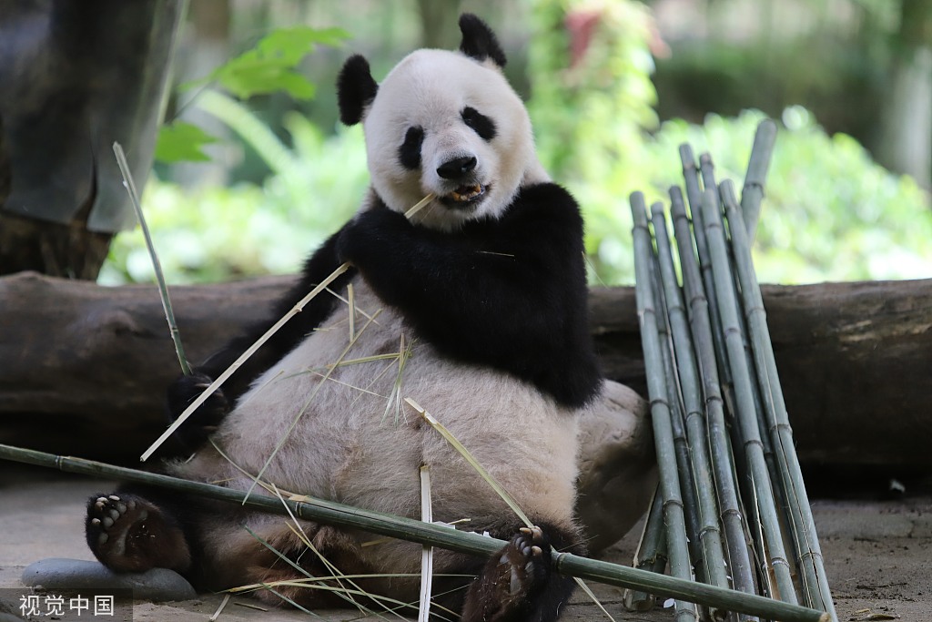 成都大熊猫惬意进食 憨态可掬惹人爱