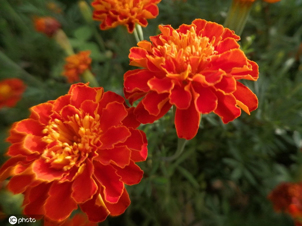 江苏南通：夏日万寿菊花开娇美