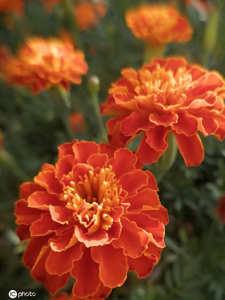 江苏南通：夏日万寿菊花开娇美