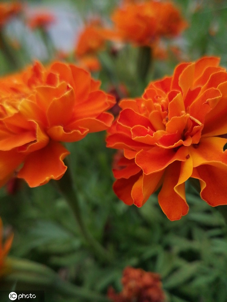 江苏南通：夏日万寿菊花开娇美