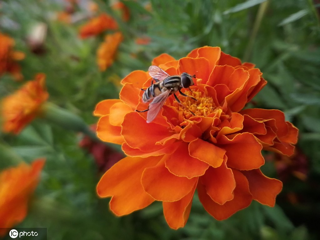 江苏南通：夏日万寿菊花开娇美