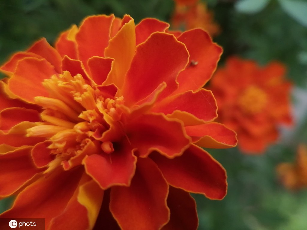 江苏南通：夏日万寿菊花开娇美