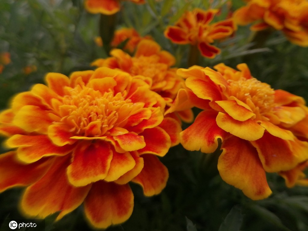 江苏南通：夏日万寿菊花开娇美