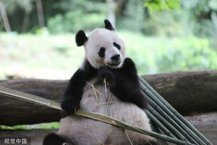 成都大熊猫惬意进食 憨态可掬惹人爱