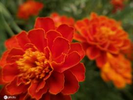 江苏南通：夏日万寿菊花开娇美