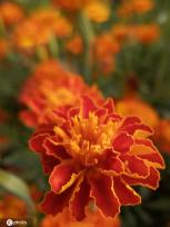 江苏南通：夏日万寿菊花开娇美