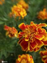 江苏南通：夏日万寿菊花开娇美