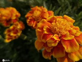 江苏南通：夏日万寿菊花开娇美