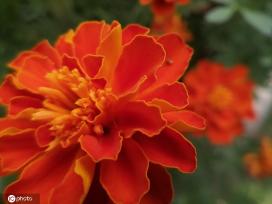 江苏南通：夏日万寿菊花开娇美