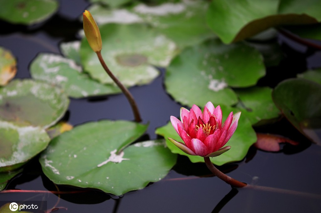 江苏淮安：小暑到 睡莲俏