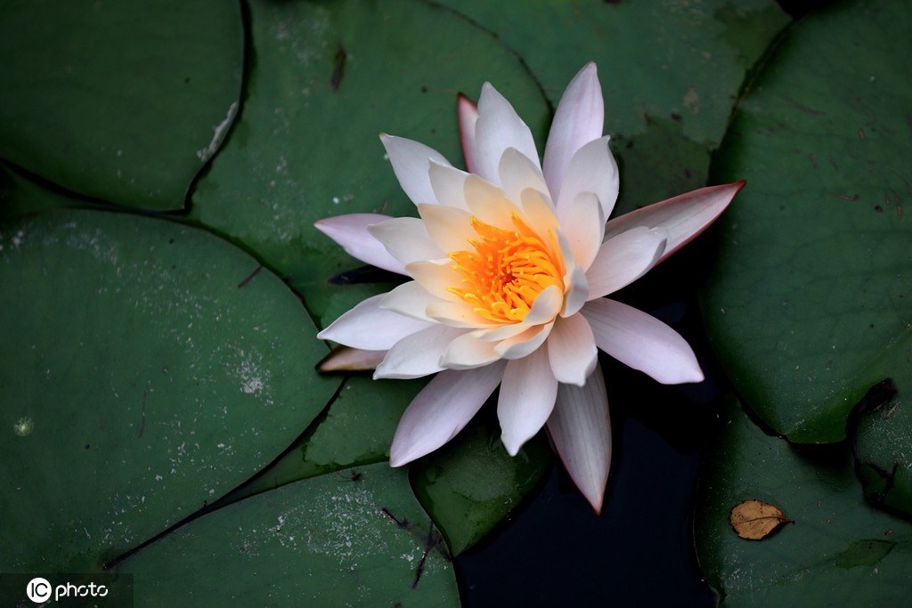 江苏淮安：小暑到 睡莲俏