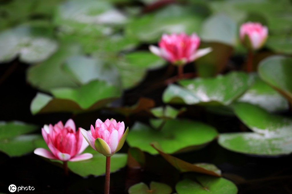 江苏淮安：小暑到 睡莲俏