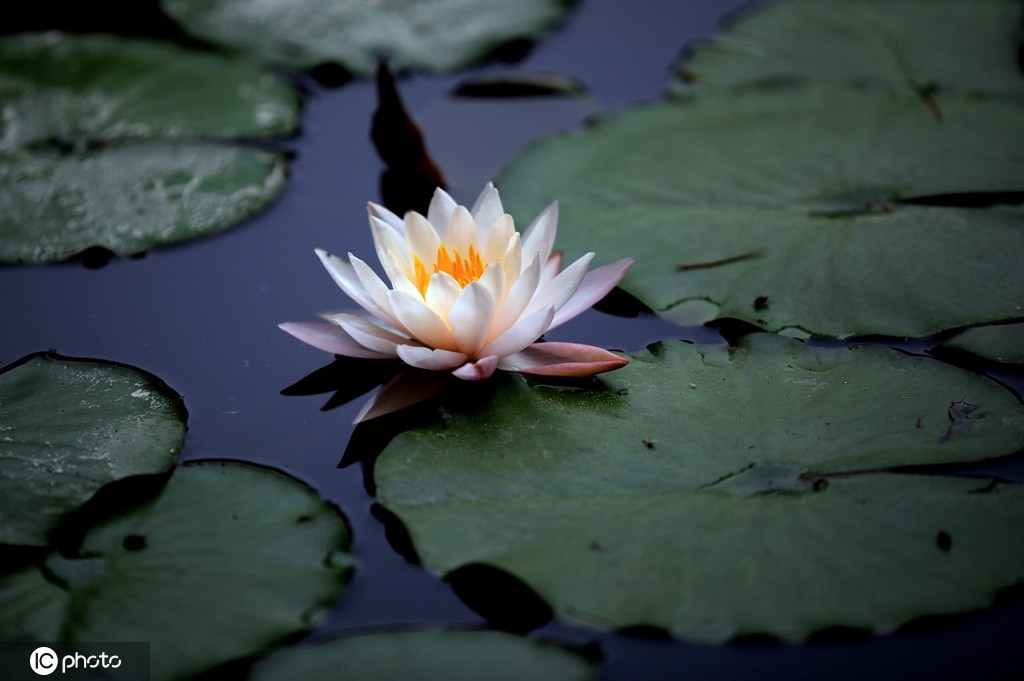 江苏淮安：小暑到 睡莲俏