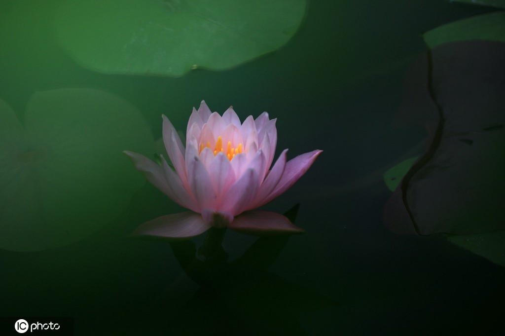 江苏淮安：小暑到 睡莲俏