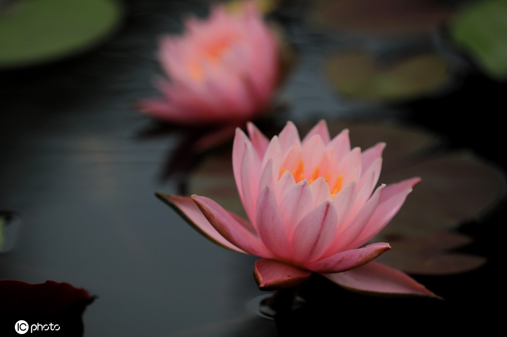 江苏淮安：小暑到 睡莲俏