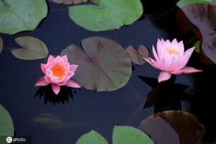 江苏淮安：小暑到 睡莲俏