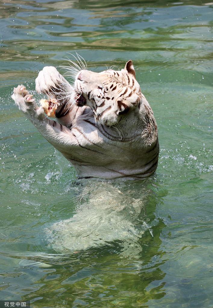 江苏南通：白虎嬉水享清凉