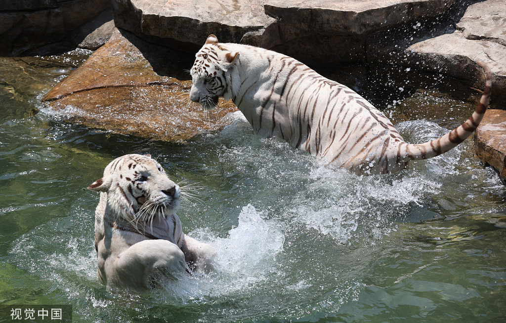 江苏南通：白虎嬉水享清凉