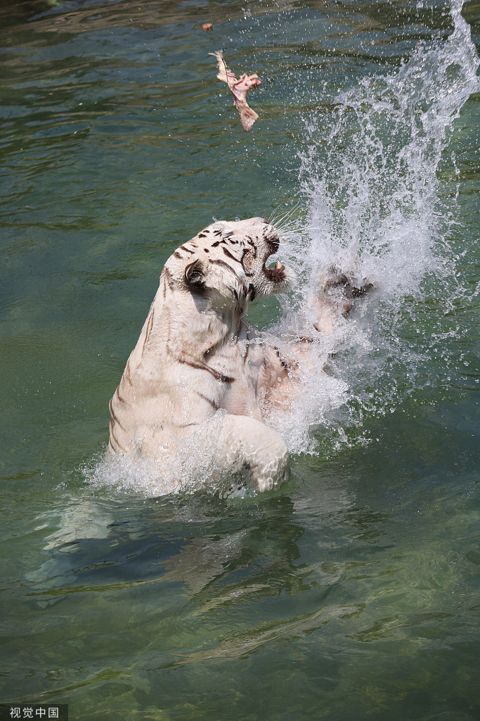 江苏南通：白虎嬉水享清凉