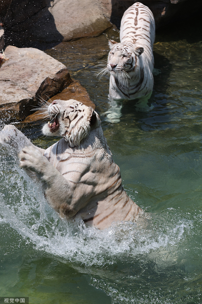 江苏南通：白虎嬉水享清凉