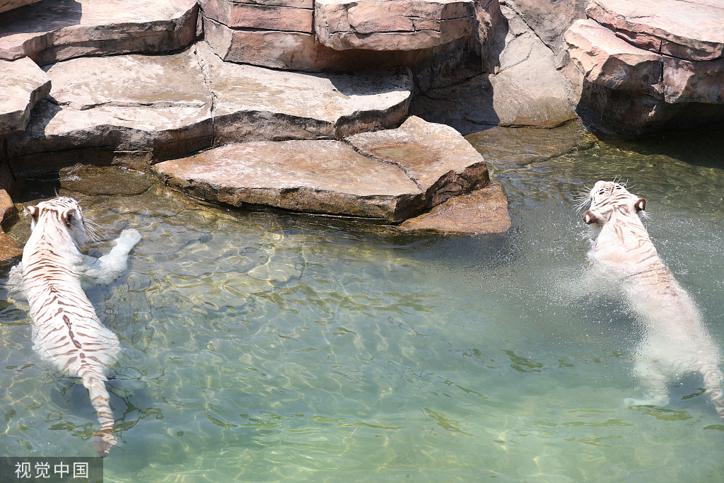 江苏南通：白虎嬉水享清凉
