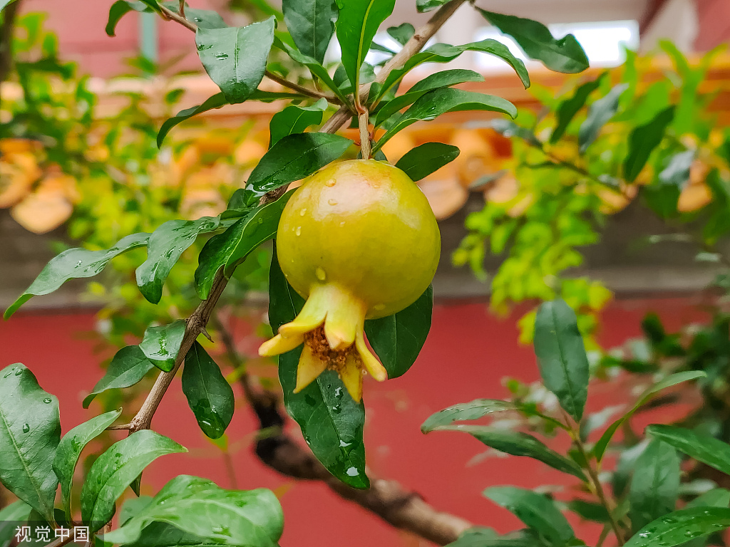 雨后故宫石榴垂挂 雨水挂壁晶莹剔透
