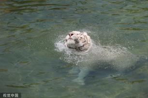 江苏南通：白虎嬉水享清凉