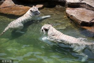 江苏南通：白虎嬉水享清凉
