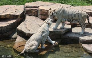 江苏南通：白虎嬉水享清凉